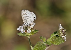 Leptotes cassius