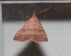 Tetanolita palligera