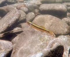 Percina aurantiaca