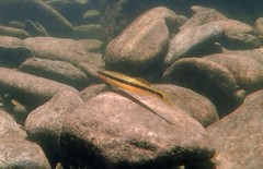 Percina aurantiaca