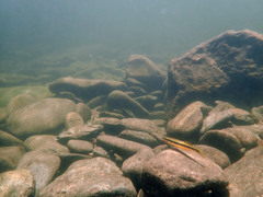 Percina aurantiaca