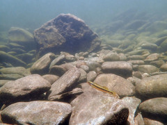 Percina aurantiaca