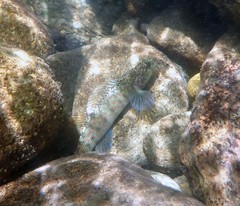 Etheostoma vulneratum