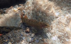 Etheostoma vulneratum