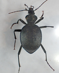 Scaphinotus interruptus