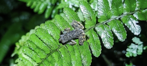 Kra Stream Toad