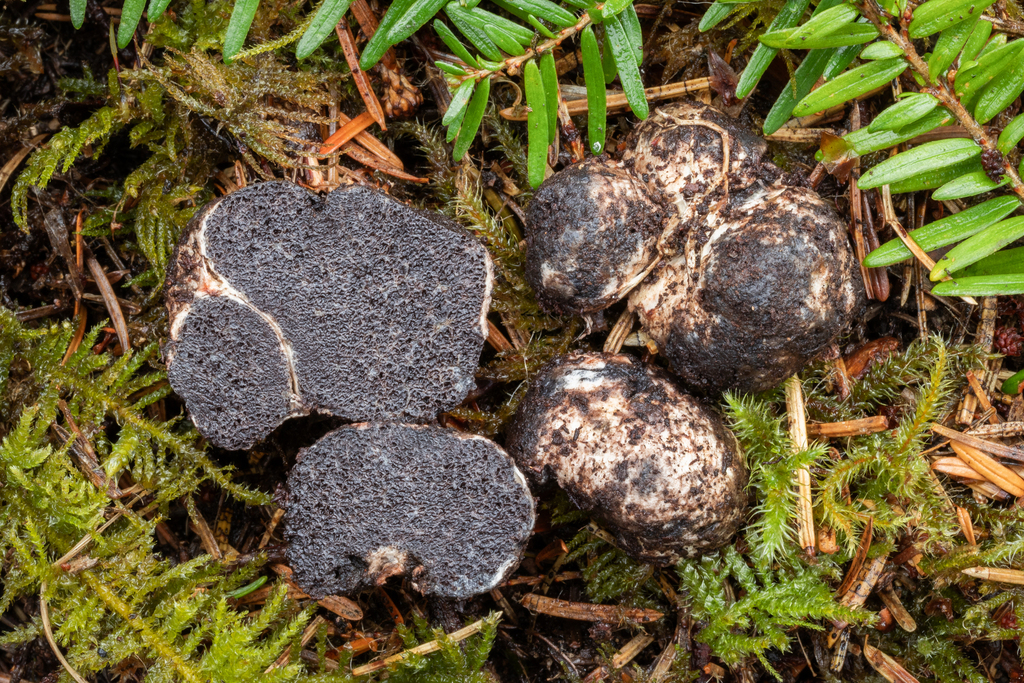Octaviania cyanescens