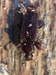 Bothrideridae