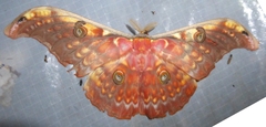 Antheraea larissa