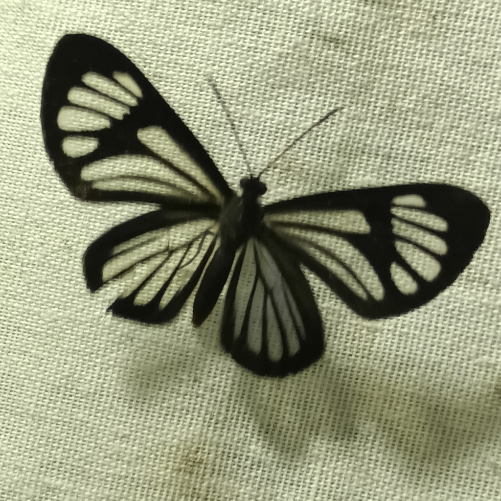 Pheles heliconides