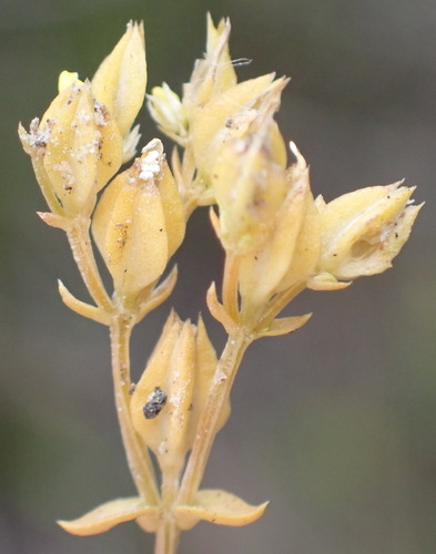 Bigstyle Yellowwort (Sebaea grisebachiana)