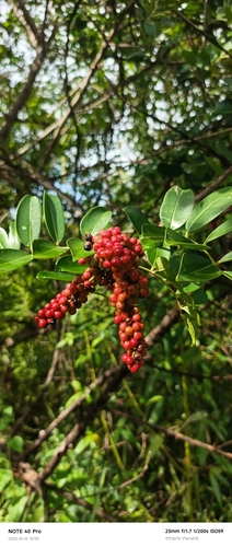 Zanthoxylum zanthoxyloides