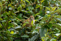 Poodytes punctatus punctatus