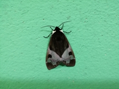 Dysschema marginalis