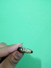 Dysschema marginalis