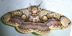 Brahmaea hearseyi