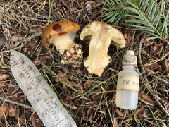 Calonarius elegantio-occidentalis