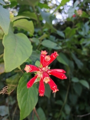 Cestrum fasciculatum