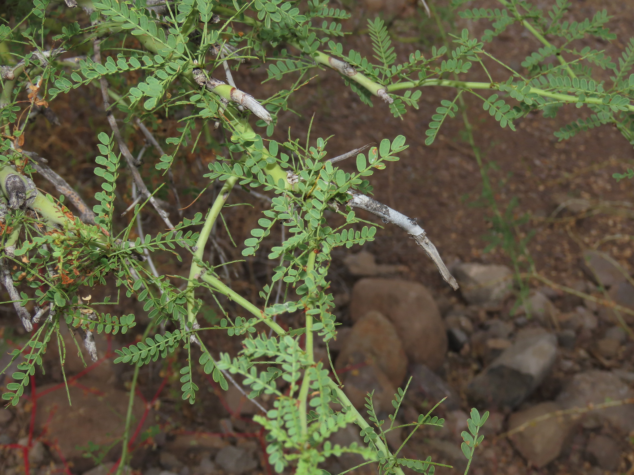 Sonoran Palo Verde (Parkinsonia ×)