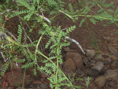 Parkinsonia × sonorae