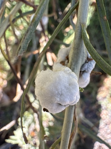 Unknown species found near Rocky Mountain Arsenal National Wildlife Refuge, Denver, CO, US
