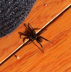 Castianeira descripta