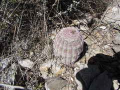 Echinocereus pectinatus pectinatus
