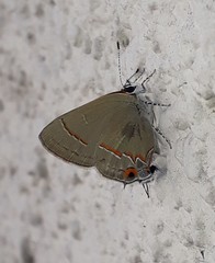 Electrostrymon hugon