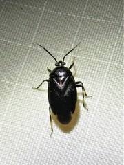 Deraeocoris sayi