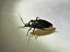 Deraeocoris sayi