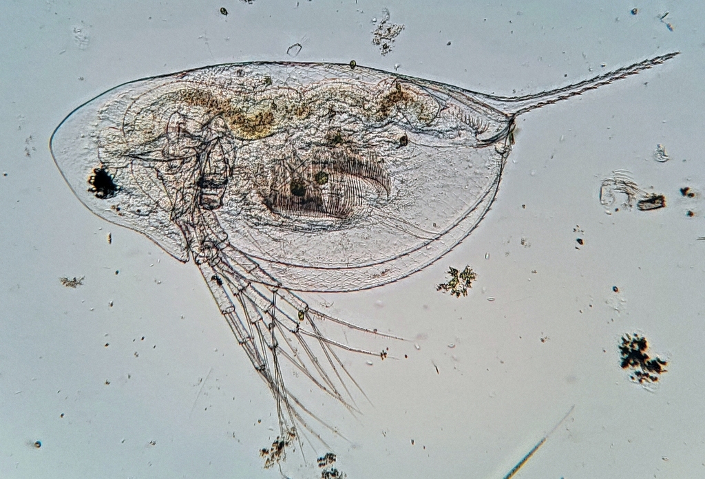Daphnia dubia