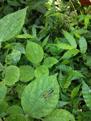 Caryanda spuria