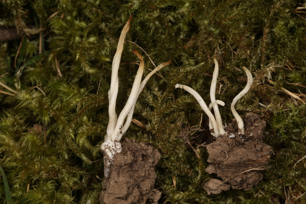 Clavaria sp. 'MI02'