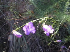 Penstemon amphorellae