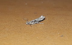 Aristotelia fungivorella