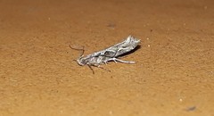 Aristotelia fungivorella