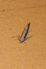 Aristotelia fungivorella