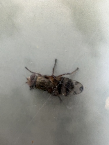 Unknown species found near Rocky Mountain Arsenal National Wildlife Refuge, Denver, CO, US