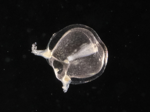 Zanclea sessilis