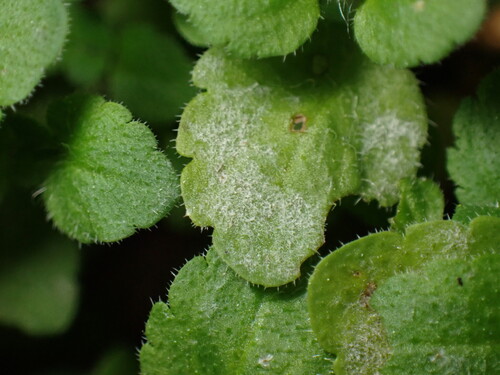 Míldio-pulverulento