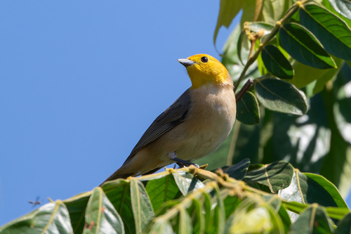 Orange-headed Tanager (Thlypopsis sordida), photo 9