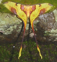 Actias maenas