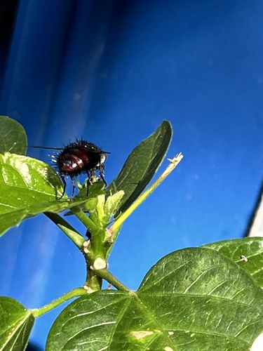 Unknown species found near Mountain Way Cove, Snellville, GA, US