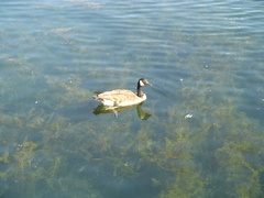 Branta canadensis