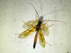 Opheltes glaucopterus barberi
