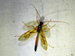 Opheltes glaucopterus barberi