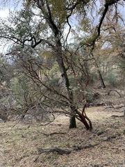 Arctostaphylos viscida