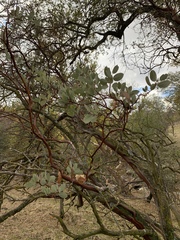 Arctostaphylos viscida