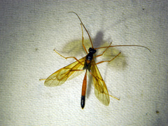 Opheltes glaucopterus barberi