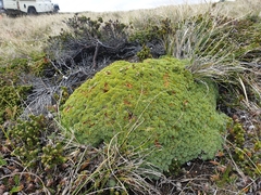 Bolax gummifera